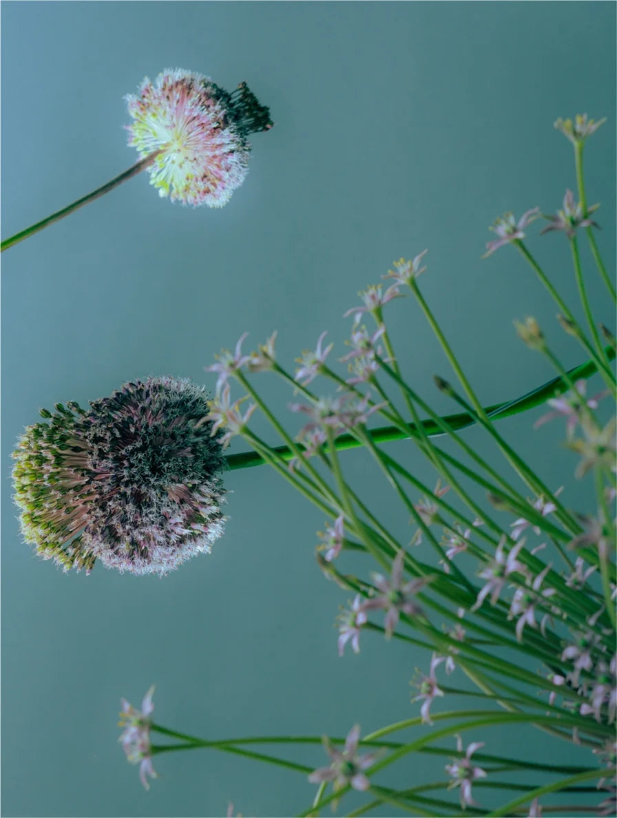 Close-up of green and white flowers against a teal background