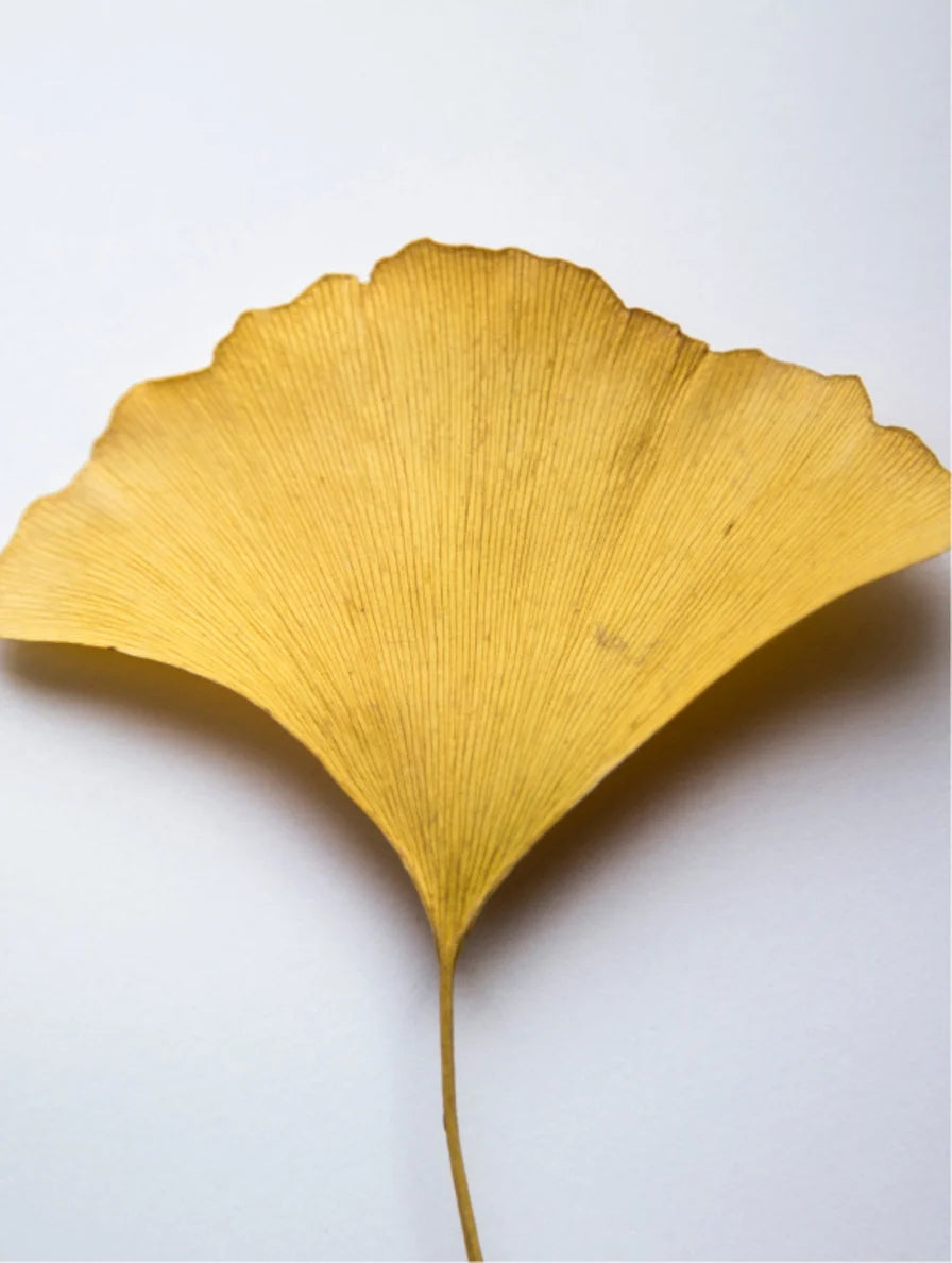 Ginkgo Antioxidant Gel Booster