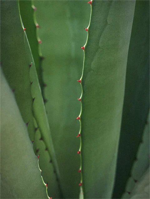 Close-up of a green cactus plant with spines on a blurred green background