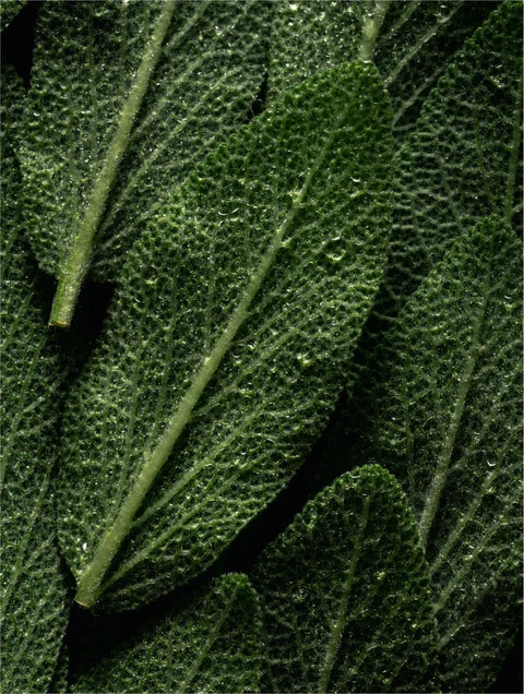 Close-up of a green leaf with detailed texture