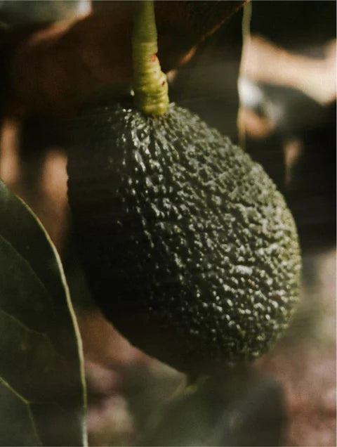 Close-up of a green avocado fruit on a tree